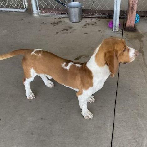 Enlarge Buster, a Adoptable Basset Hound in Grapevine, TX image 2/3