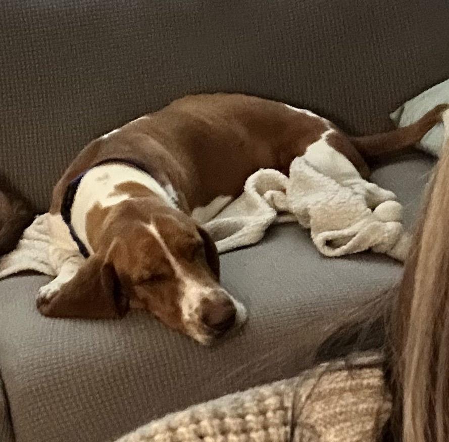 Enlarge Buster, a Adoptable Basset Hound in Grapevine, TX image 3/3