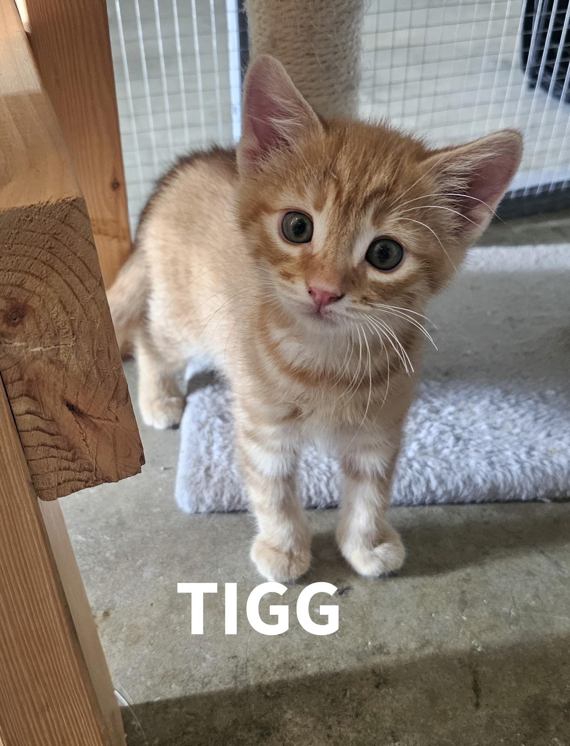 Enlarge TIGG, a Adoptable American Shorthair in Pinedale, WY image 2/3