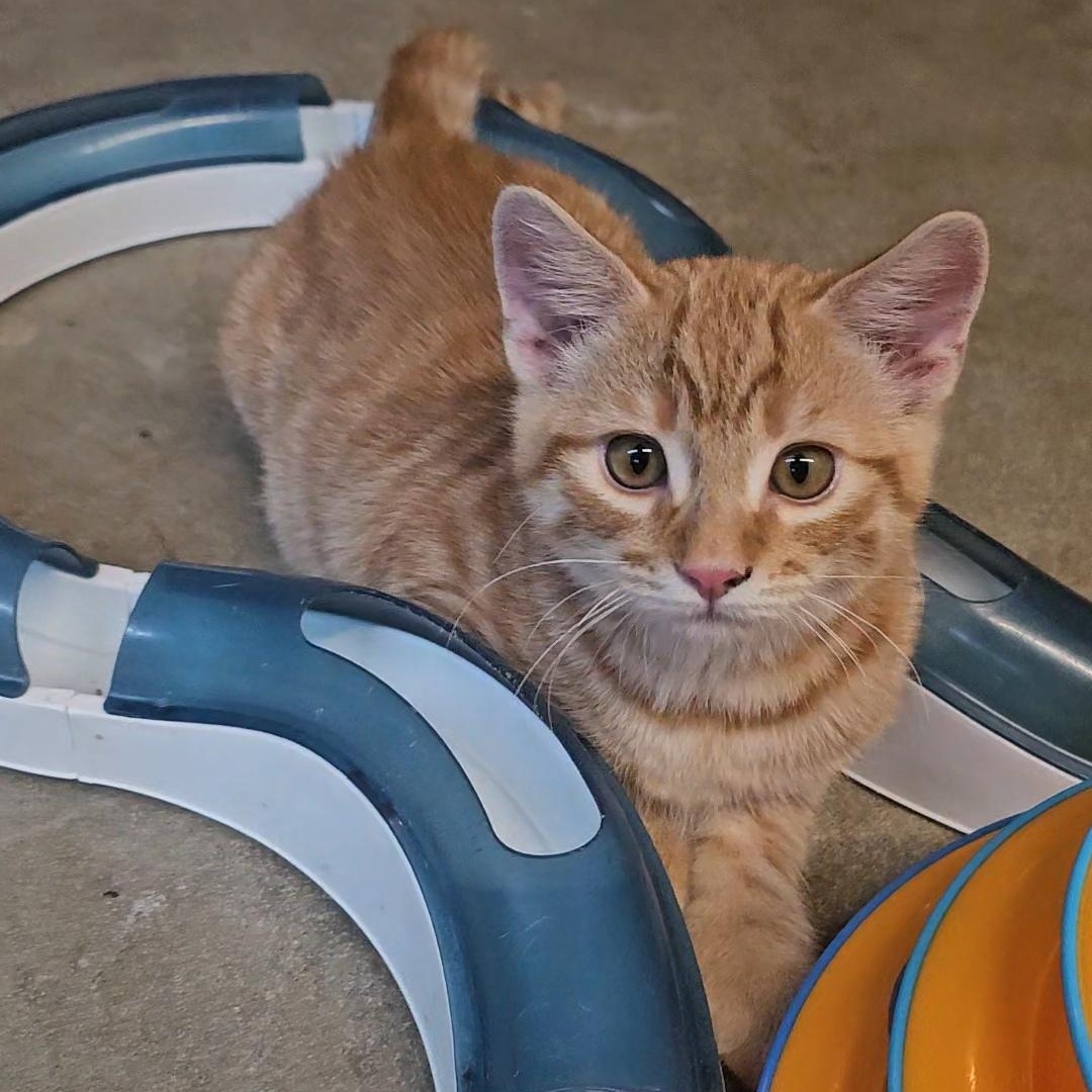 TIGG, Adoptable, Kitten Male American Shorthair.