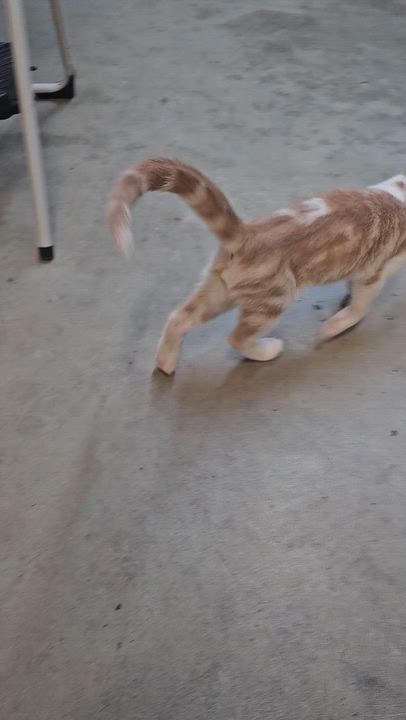 Enlarge TIGG, a Adoptable American Shorthair in Pinedale, WY video 3/3