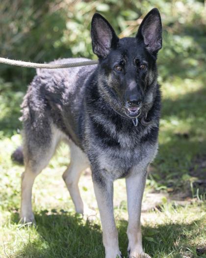 Sable, Adoptable, Adult Female German Shepherd Dog & Mixed Breed.