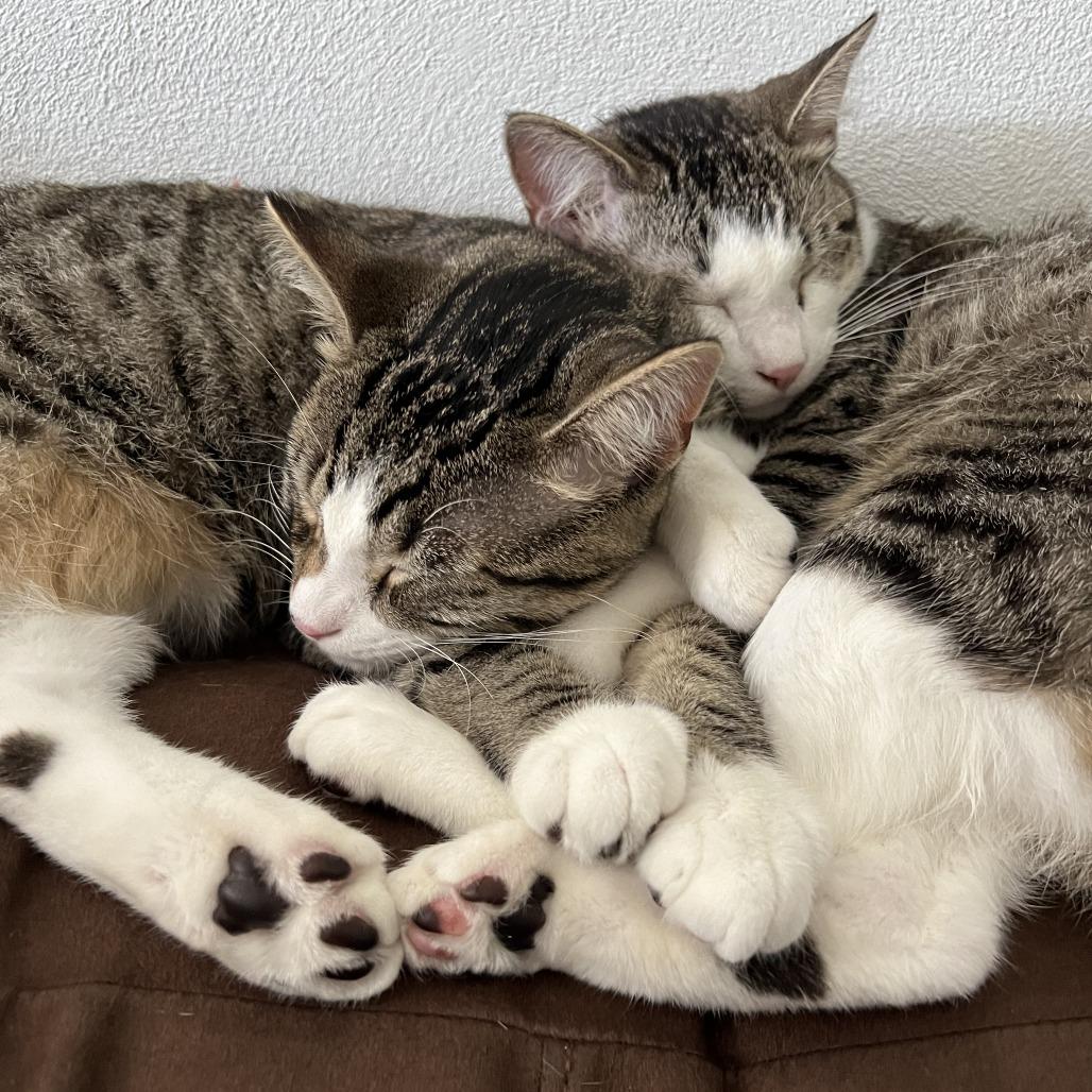 Boogeyman, Adoptable, Adult Male Domestic Medium Hair.