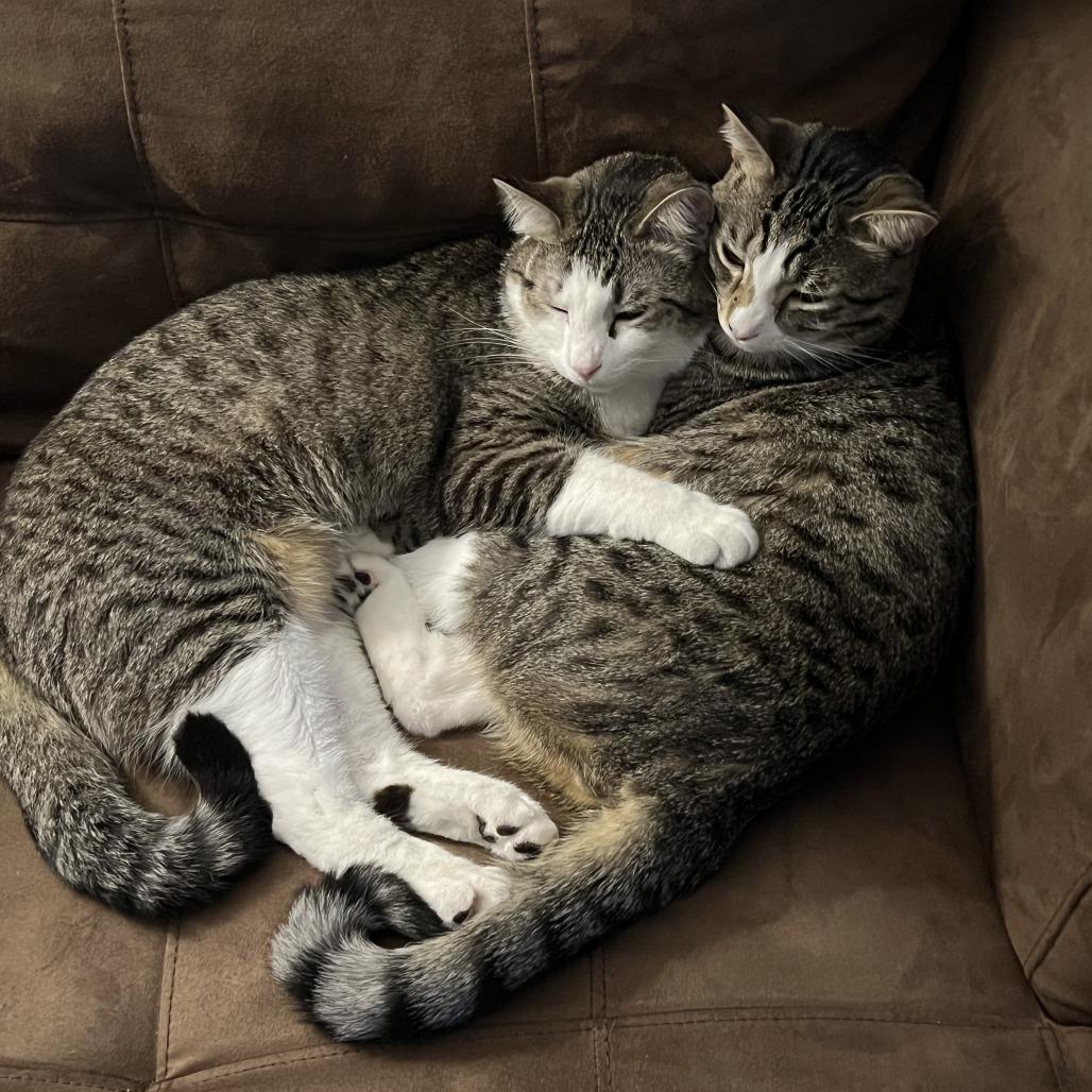 Enlarge Boogeyman, a Adoptable Domestic Medium Hair in Edwardsville, IL image 2/4
