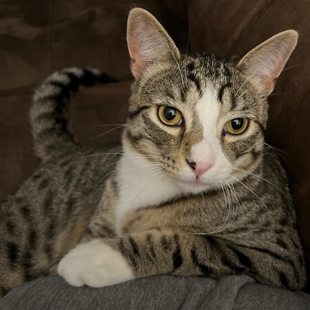 Enlarge Boogeyman, a Adoptable Domestic Medium Hair in Edwardsville, IL image 3/4