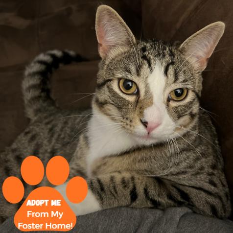 Enlarge Boogeyman, a Adoptable Domestic Medium Hair in Edwardsville, IL image 4/4