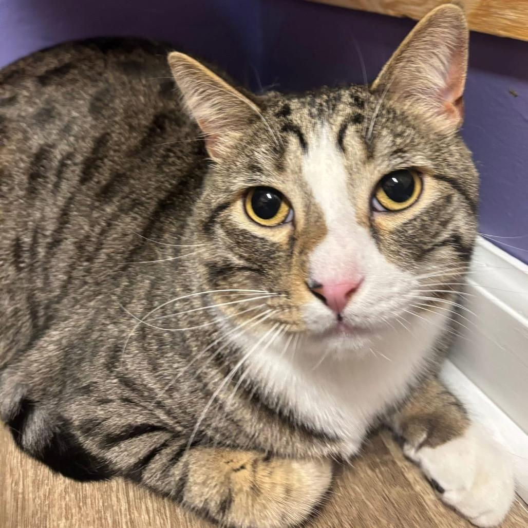 Enlarge Boogeyman, a Adoptable Domestic Medium Hair in Edwardsville, IL image 4/4