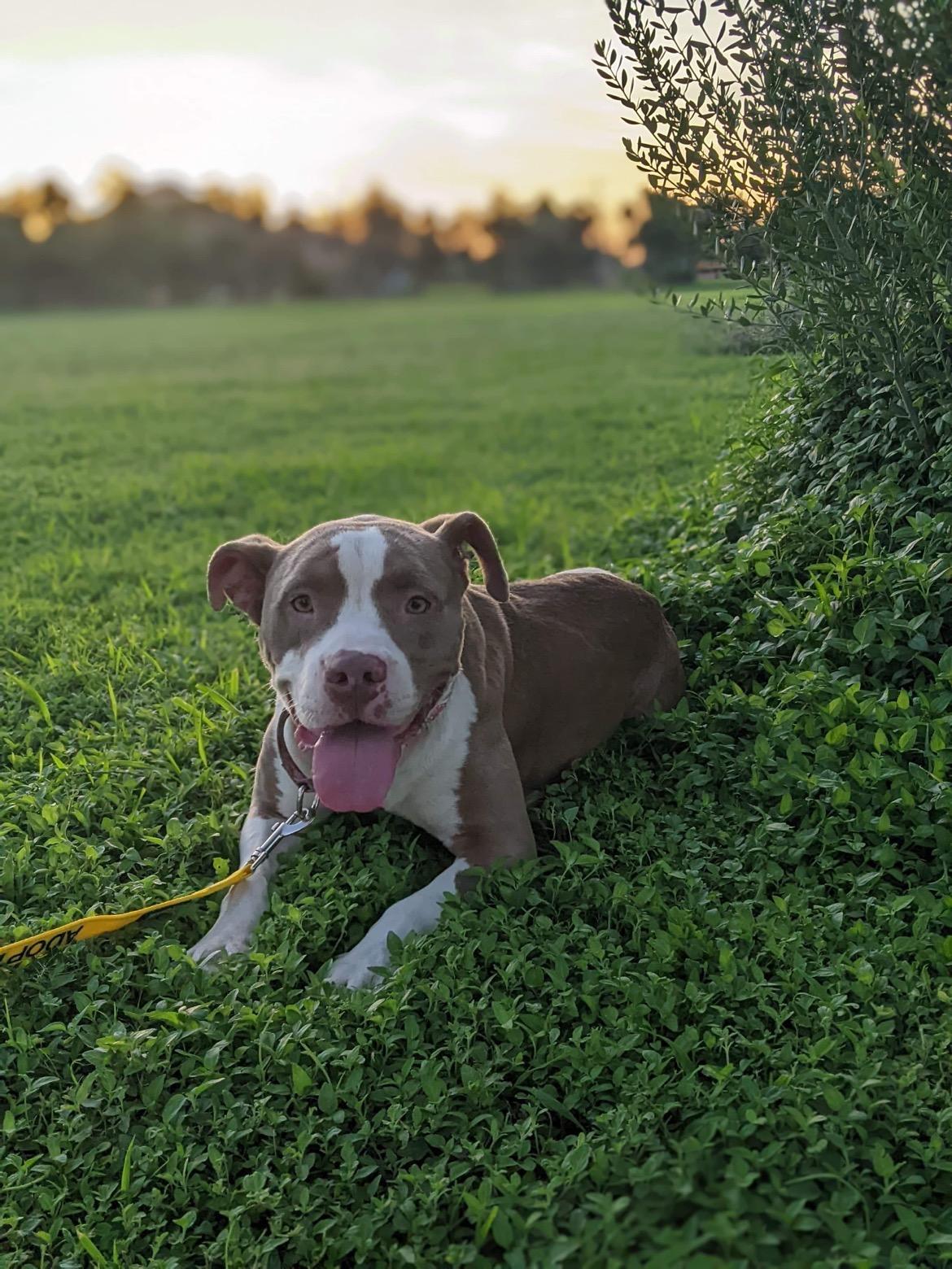 Kali, Adopted, Senior Female American Staffordshire Terrier.