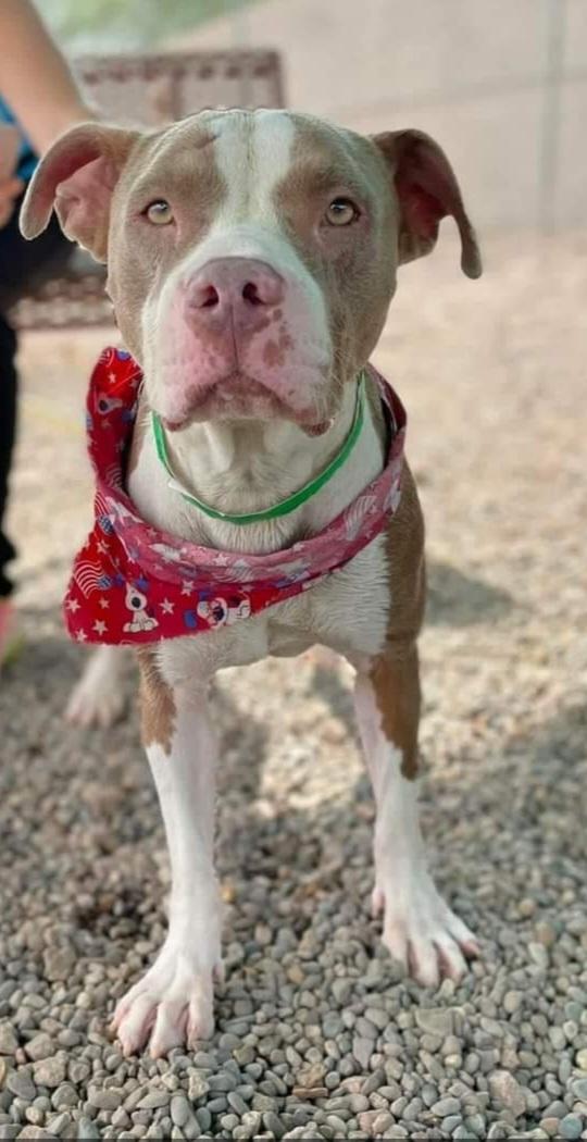 Kali, a Adopted mixed breed in Mesa, AZ image 1/6