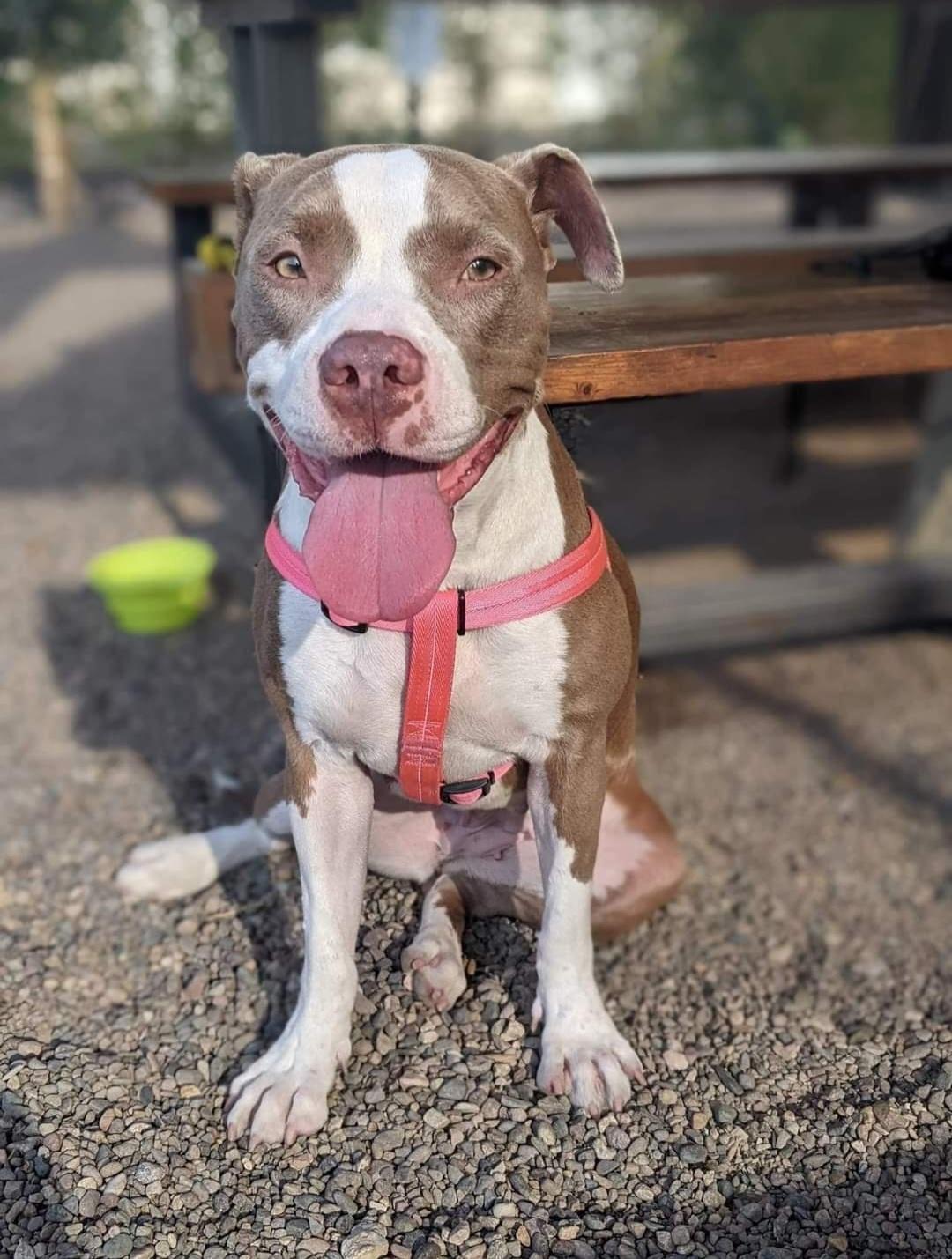 Kali, a Adopted mixed breed in Mesa, AZ image 2/6