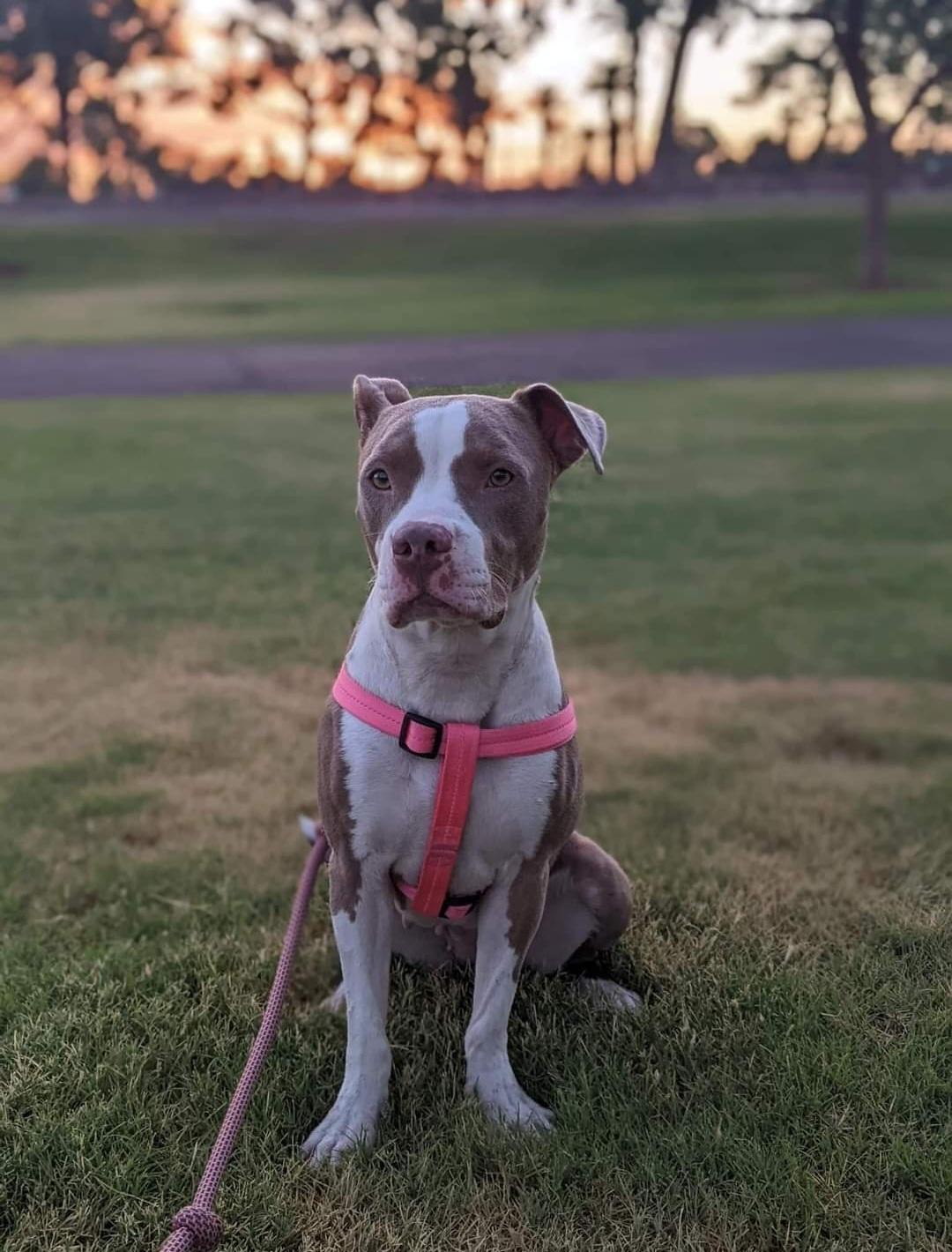 Kali, a Adopted mixed breed in Mesa, AZ image 3/6