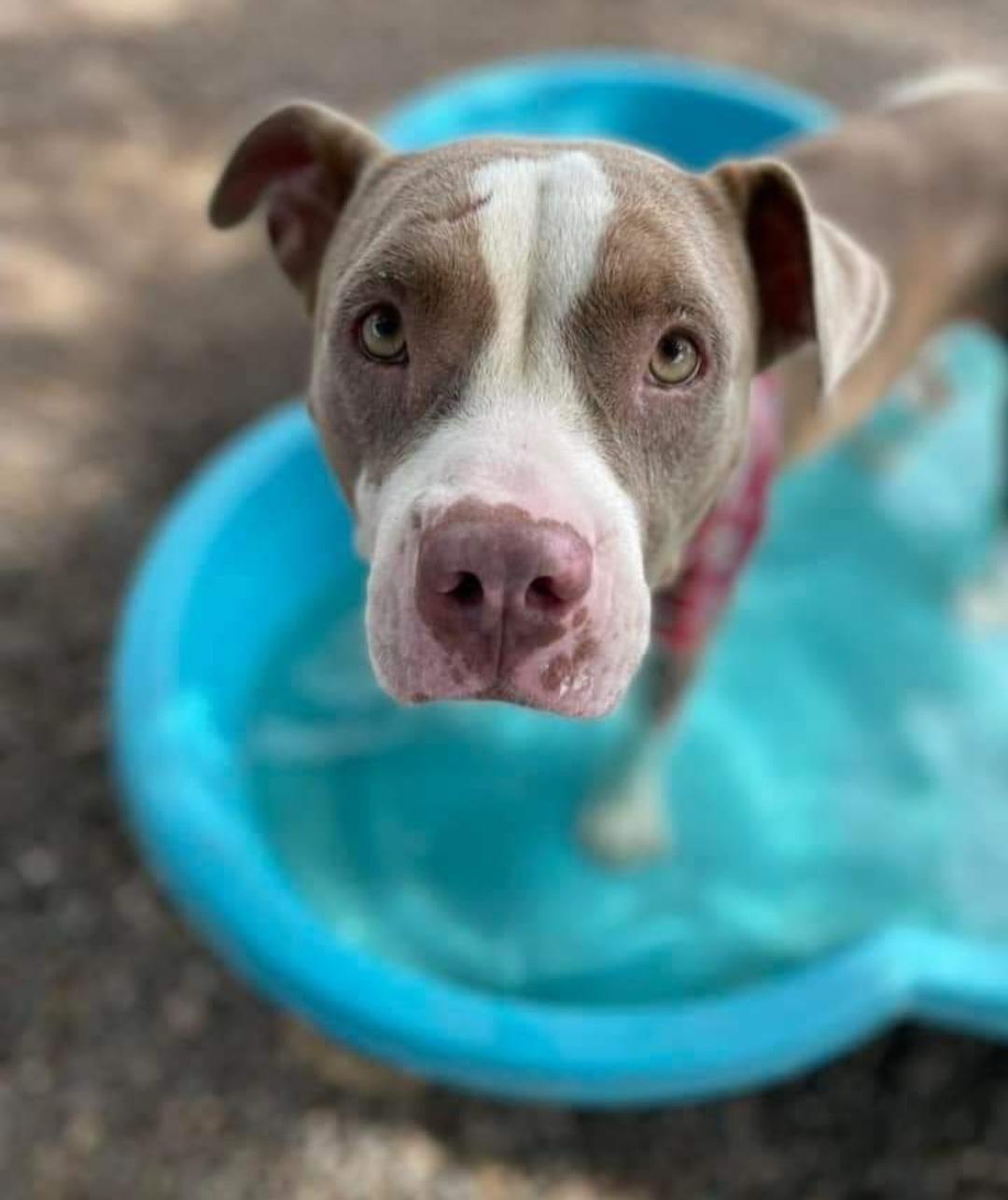 Kali, a Adopted mixed breed in Mesa, AZ image 4/6