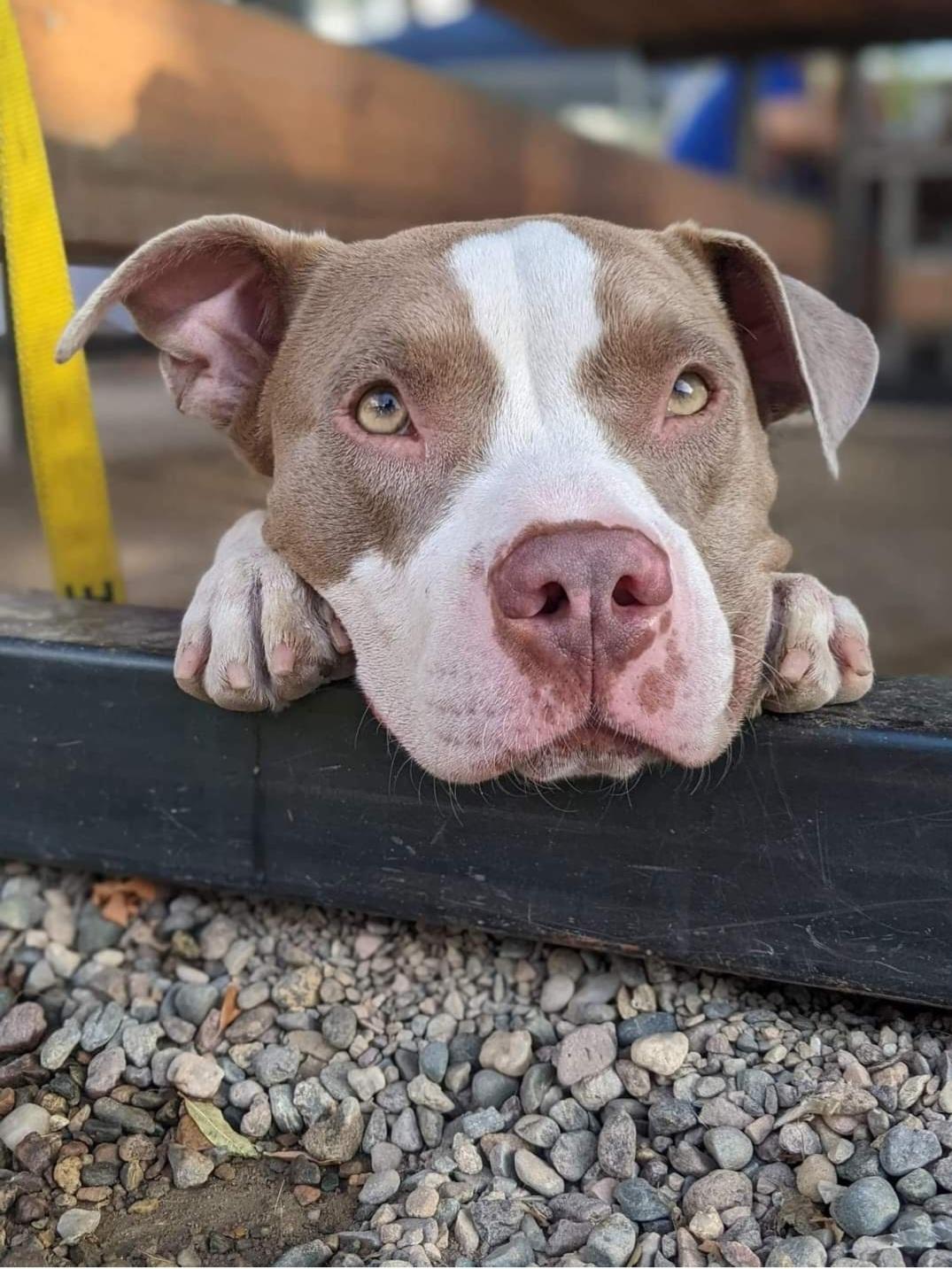 Kali, a Adopted mixed breed in Mesa, AZ image 5/6