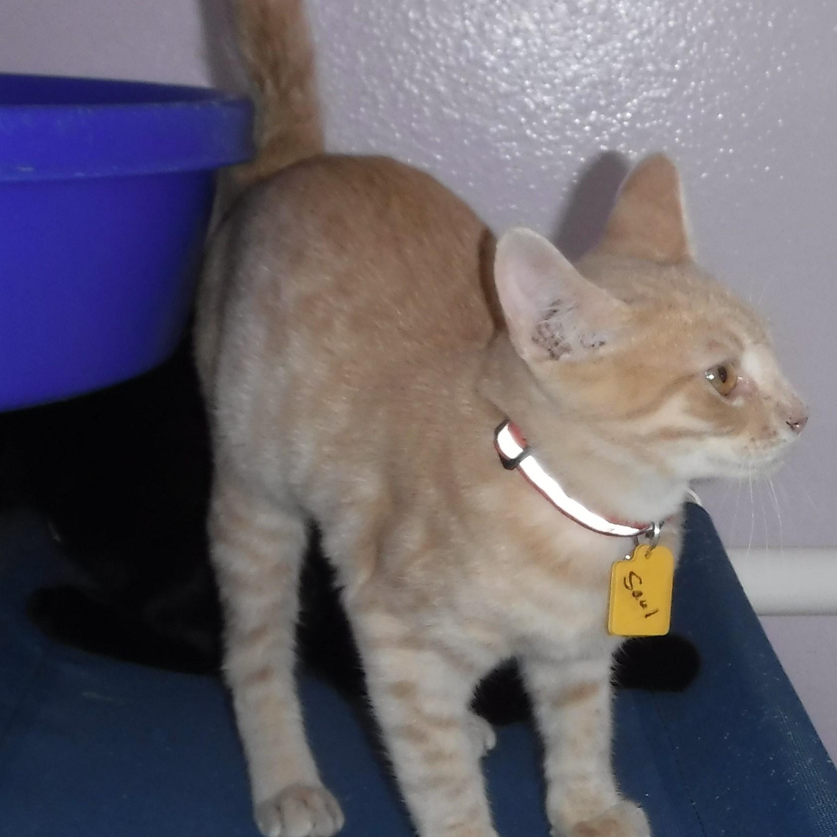 Saul  Sweet & thumbnail 6