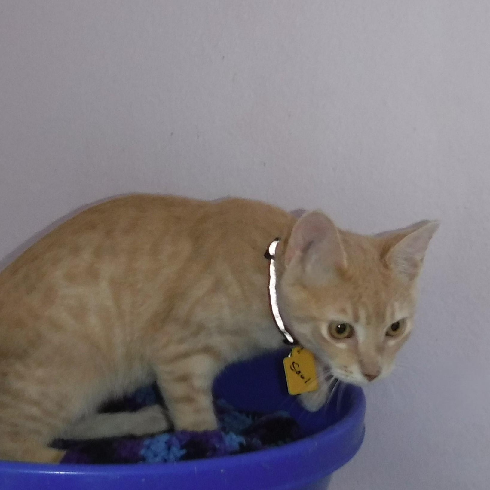 Saul  Sweet & thumbnail 4