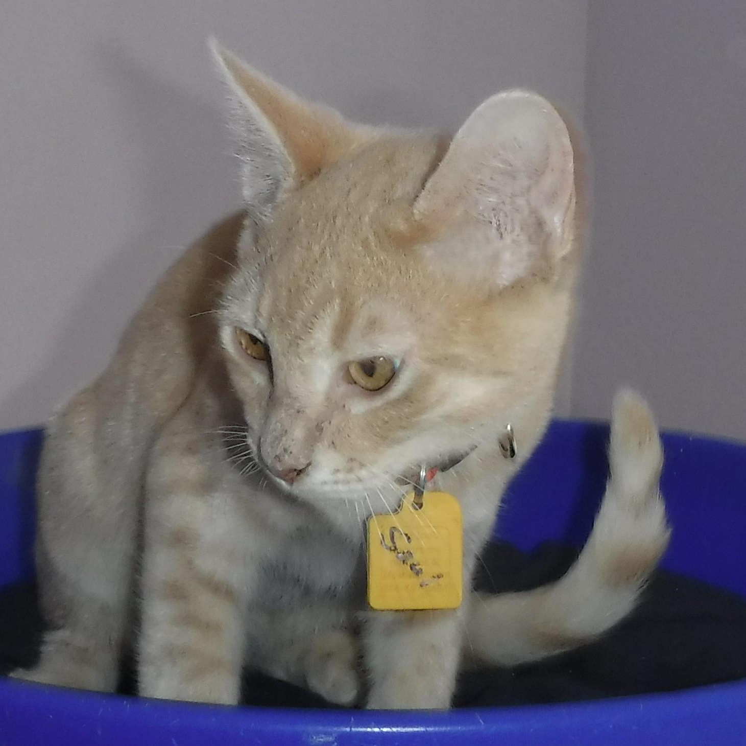 Saul  Sweet & thumbnail 2