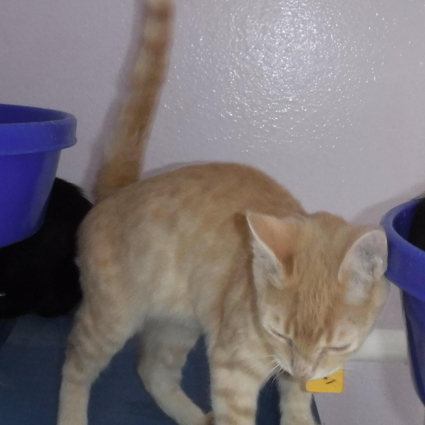 Saul  Sweet & thumbnail 3