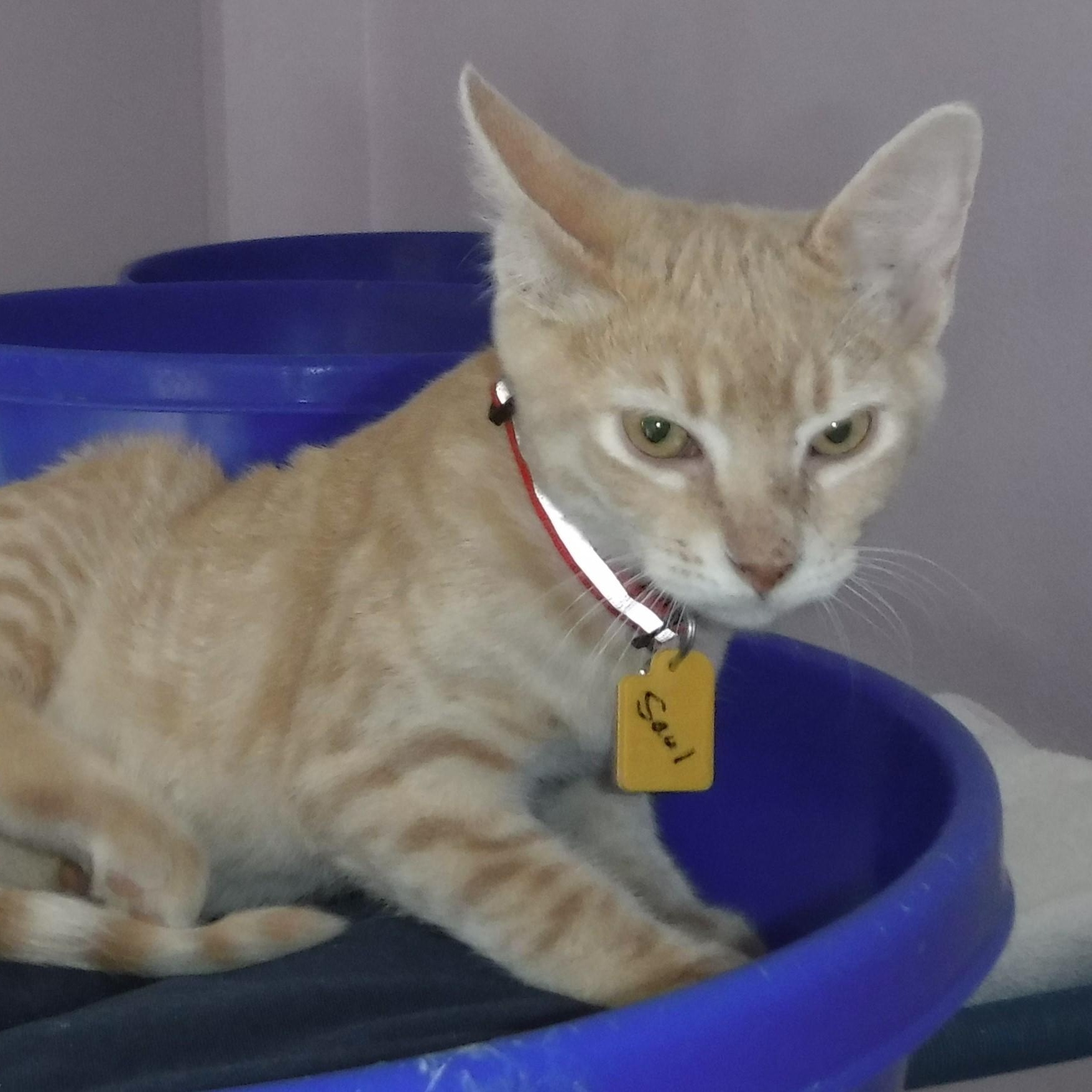 Saul  Sweet & thumbnail 5