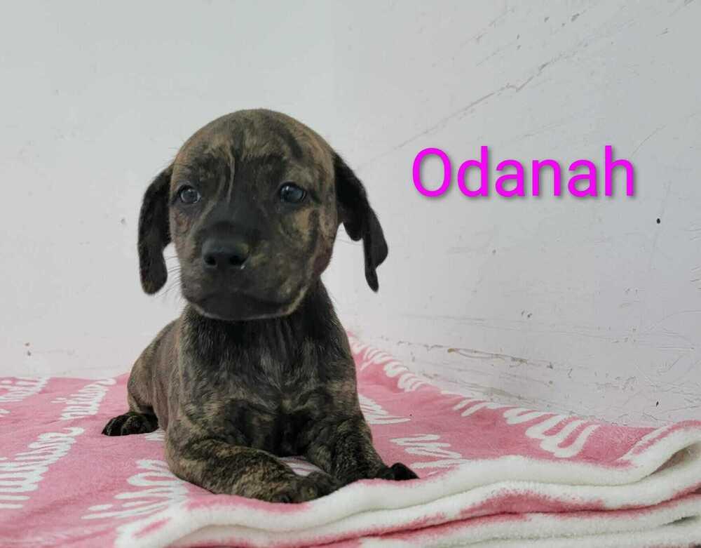Odanah, Adoptable, Puppy Female Labrador Retriever & Plott Hound.