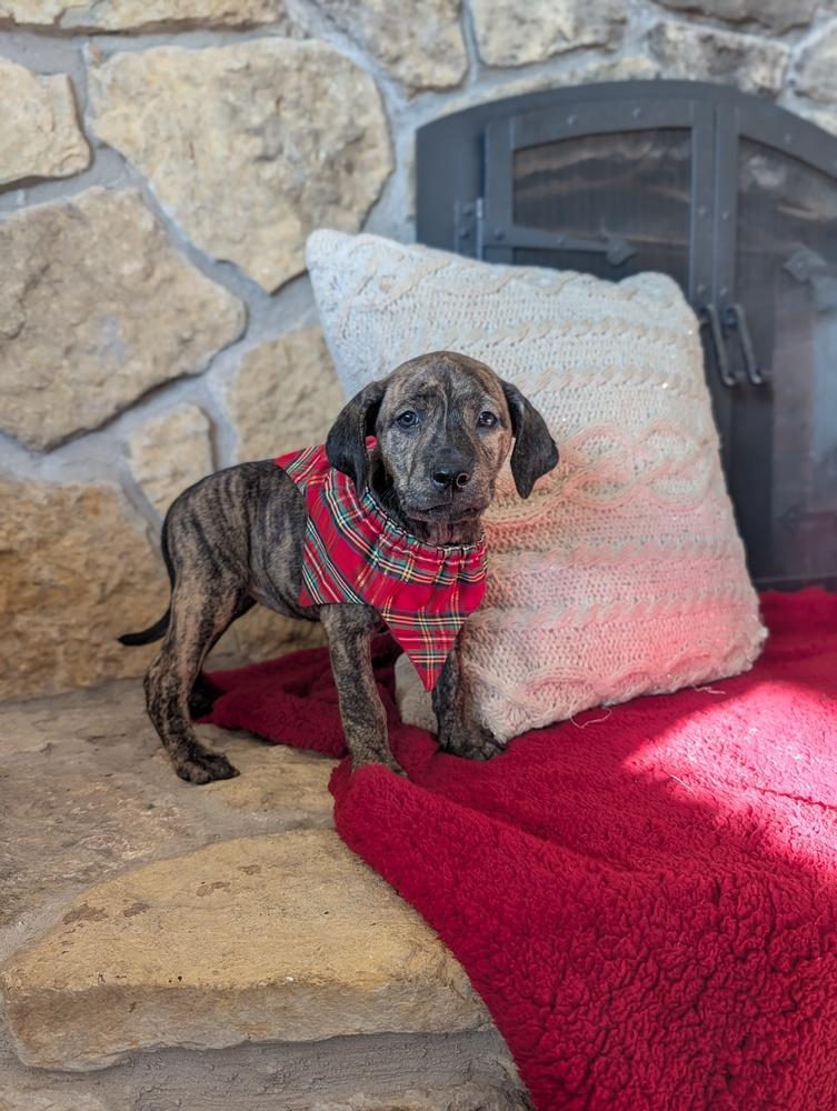 Enlarge Odanah, a Adoptable mixed breed in Waunakee, WI image 2/3