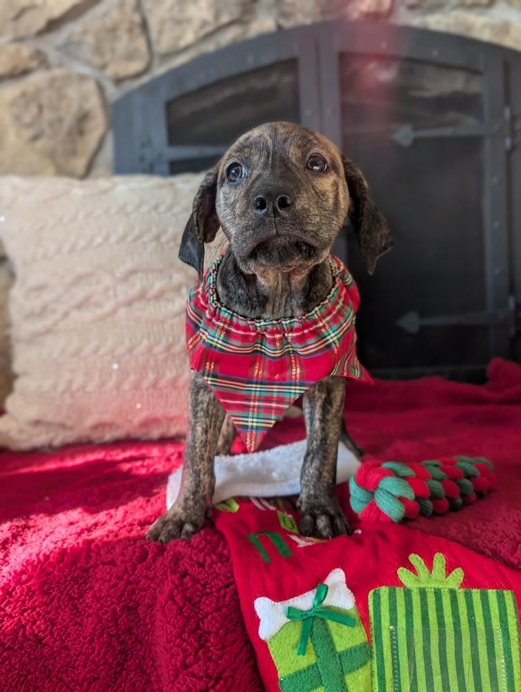 Enlarge Odanah, a Adoptable mixed breed in Waunakee, WI image 3/3