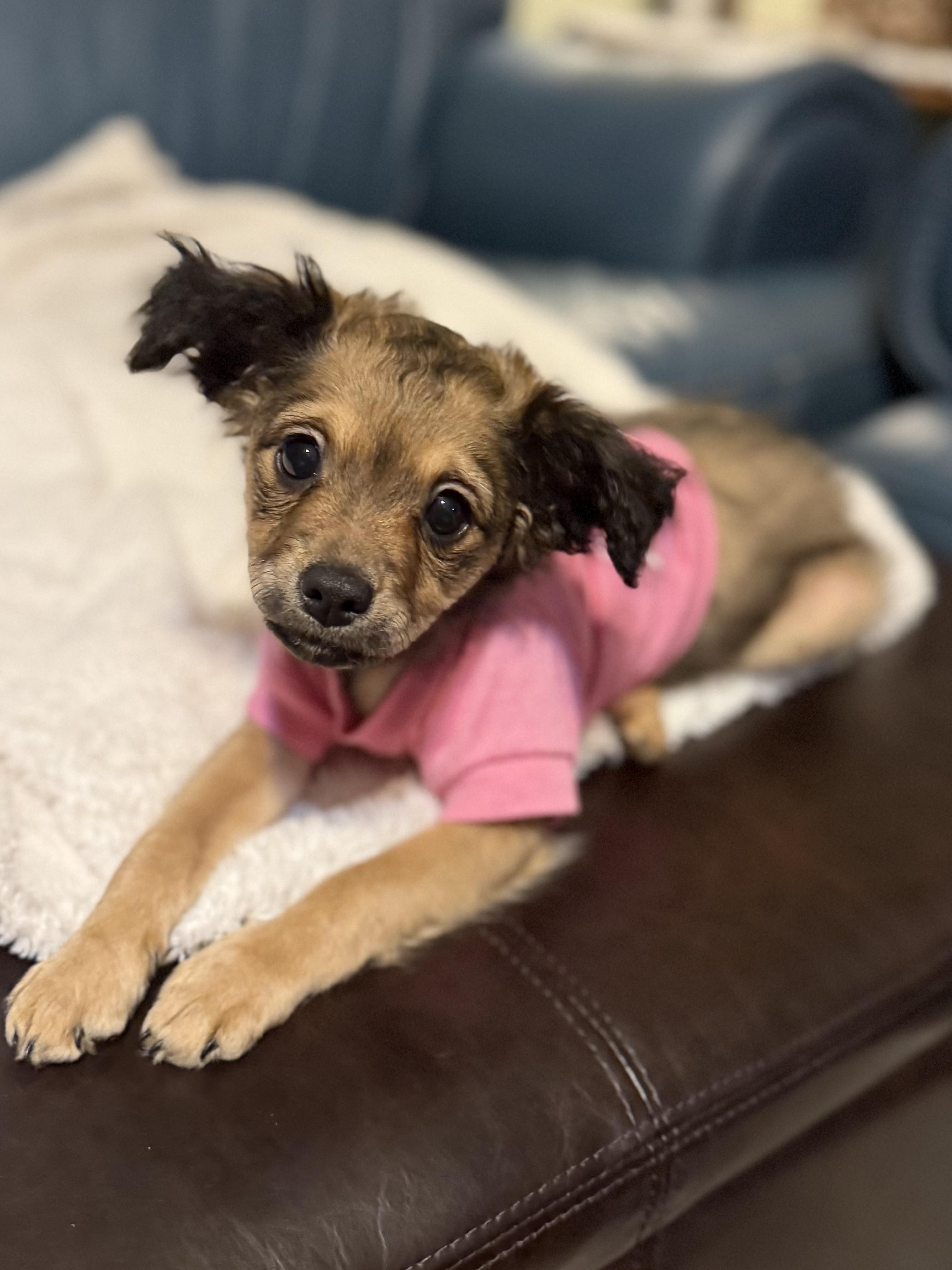 Enlarge Paisley , a Adoptable mixed breed in Asheville, NC image 2/6