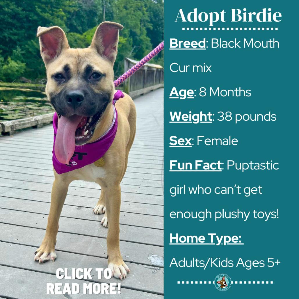 Enlarge Birdie, a Adoptable mixed breed in Metamora, MI image 1/6