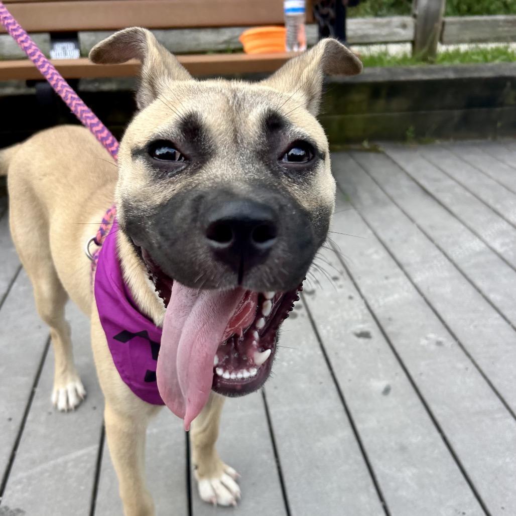 Enlarge Birdie, a Adoptable mixed breed in Metamora, MI image 2/6