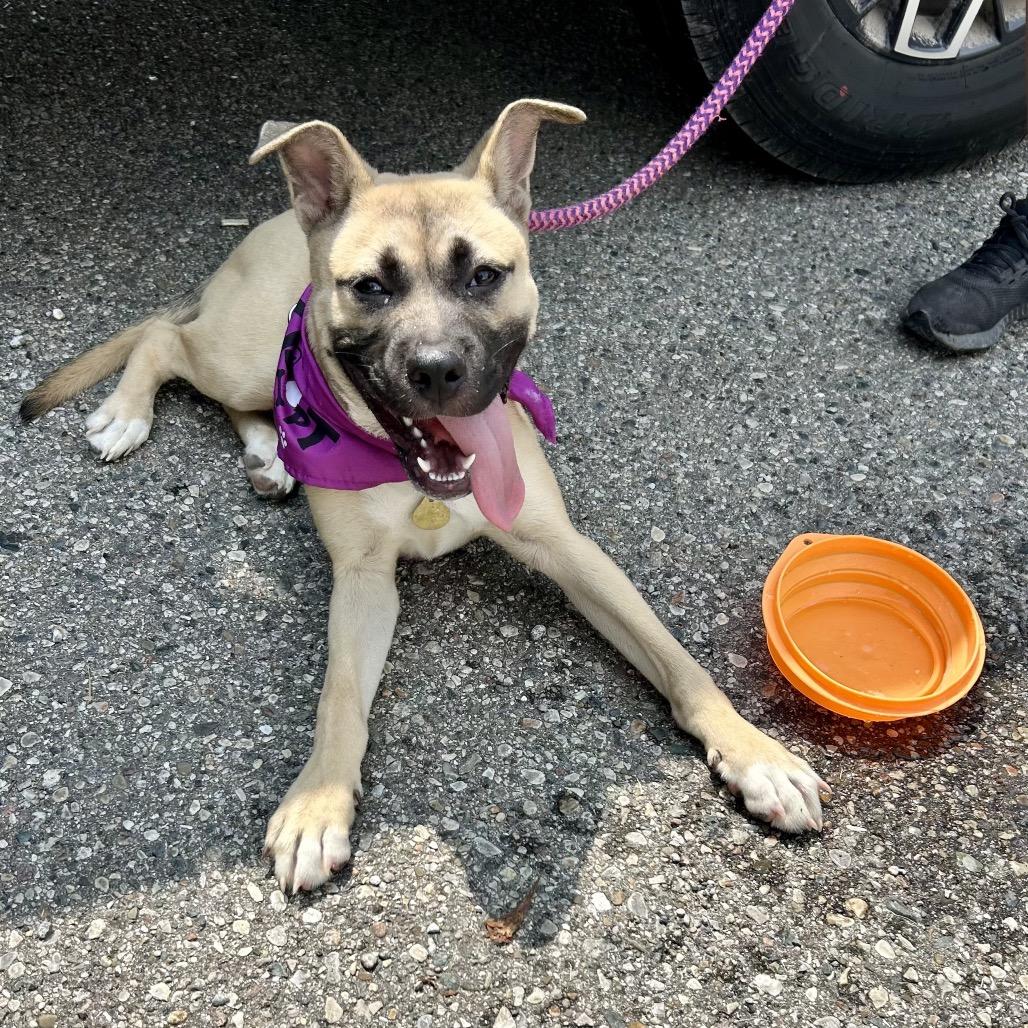 Enlarge Birdie, a Adoptable mixed breed in Metamora, MI image 3/6