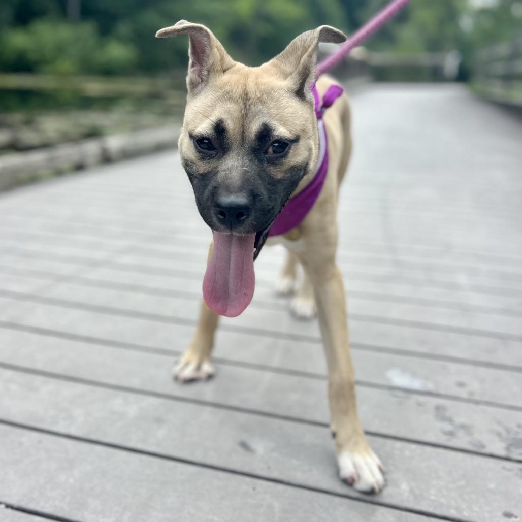 Enlarge Birdie, a Adoptable mixed breed in Metamora, MI image 4/6