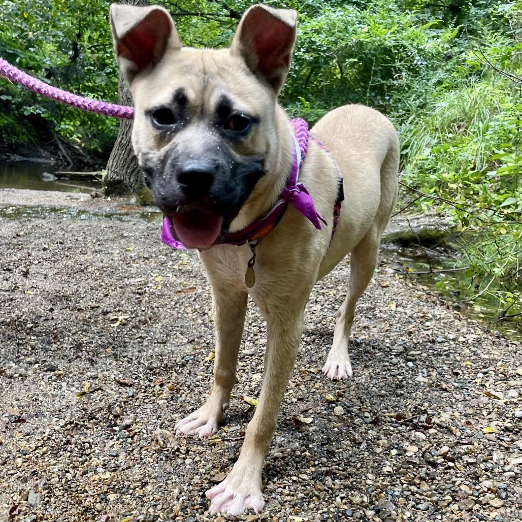 Enlarge Birdie, a Adoptable mixed breed in Metamora, MI image 5/6