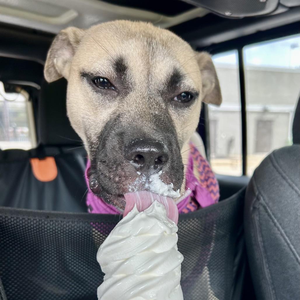 Enlarge Birdie, a Adoptable mixed breed in Metamora, MI image 6/6