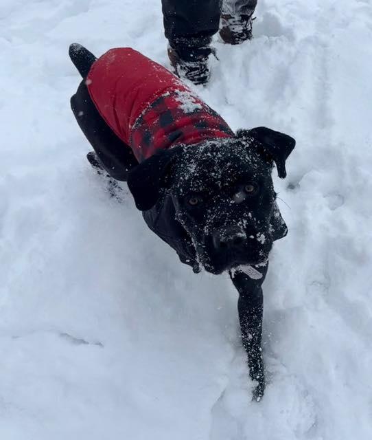 Enlarge Squid, a Adoptable mixed breed in Belleville, MI image 1/3