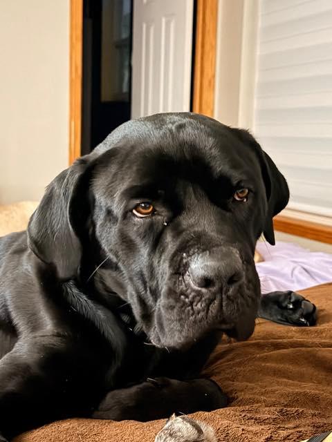 Enlarge Squid, a Adoptable mixed breed in Belleville, MI image 2/3