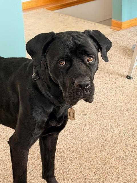 Enlarge Squid, a Adoptable mixed breed in Belleville, MI image 3/3