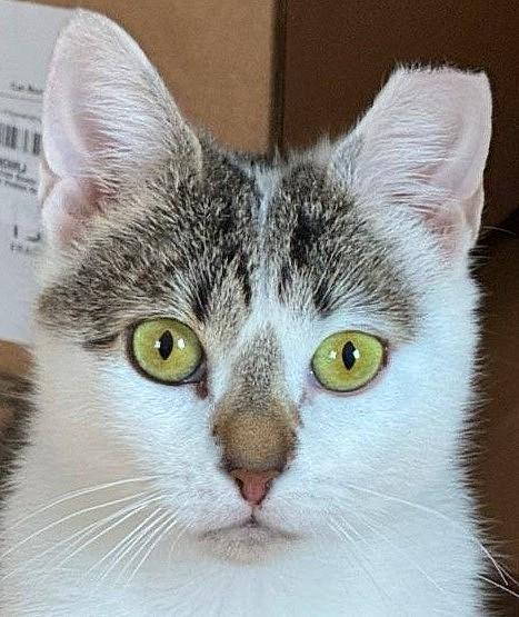 RAPUNZEL, Adoptable, Young Female Domestic Short Hair.