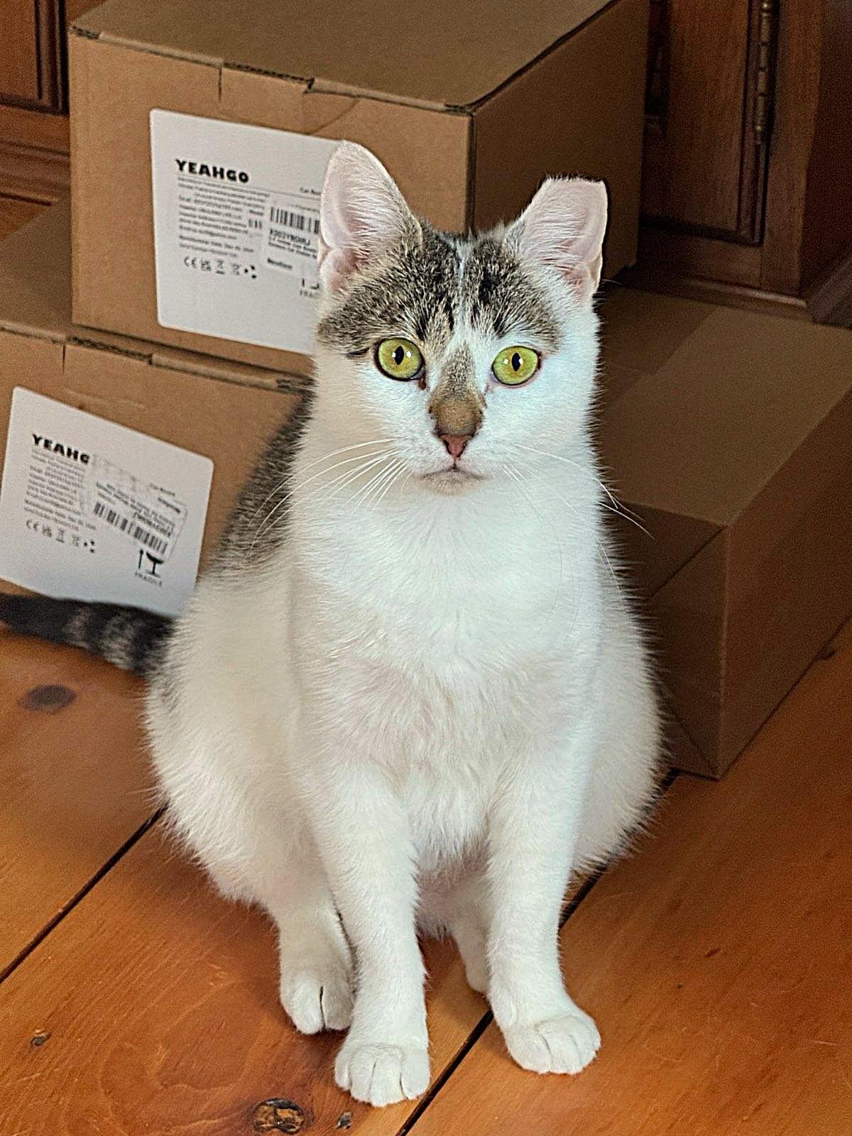 RAPUNZEL, a Adoptable Domestic Short Hair in Saddle River, NJ image 4/5