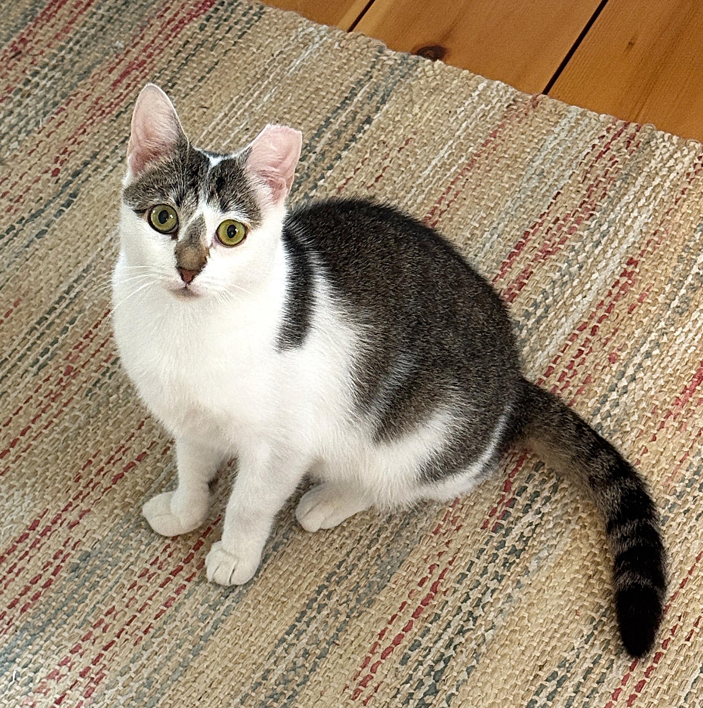 RAPUNZEL, a Adoptable Domestic Short Hair in Saddle River, NJ image 2/5