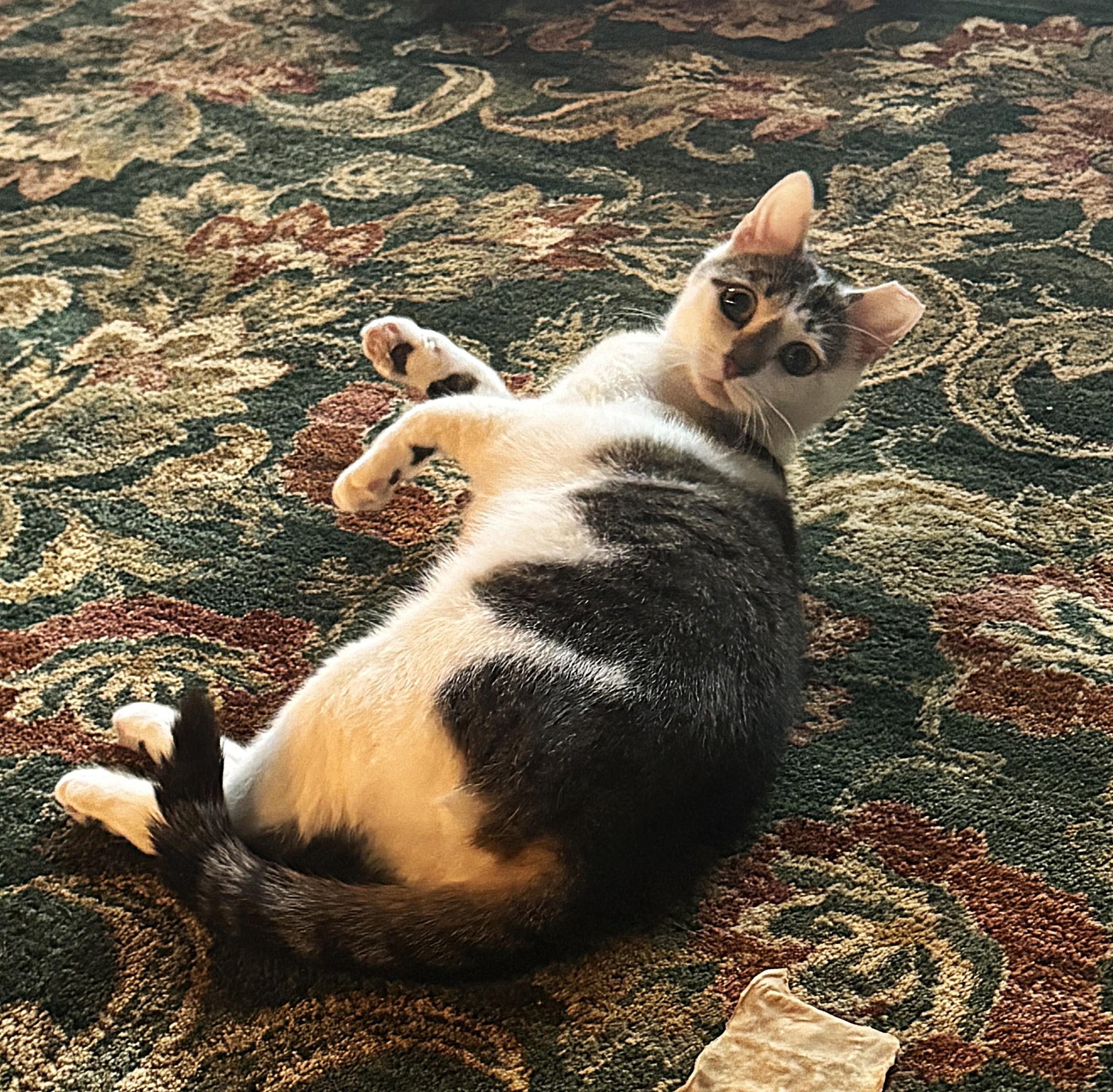 RAPUNZEL, a Adoptable Domestic Short Hair in Saddle River, NJ image 3/5