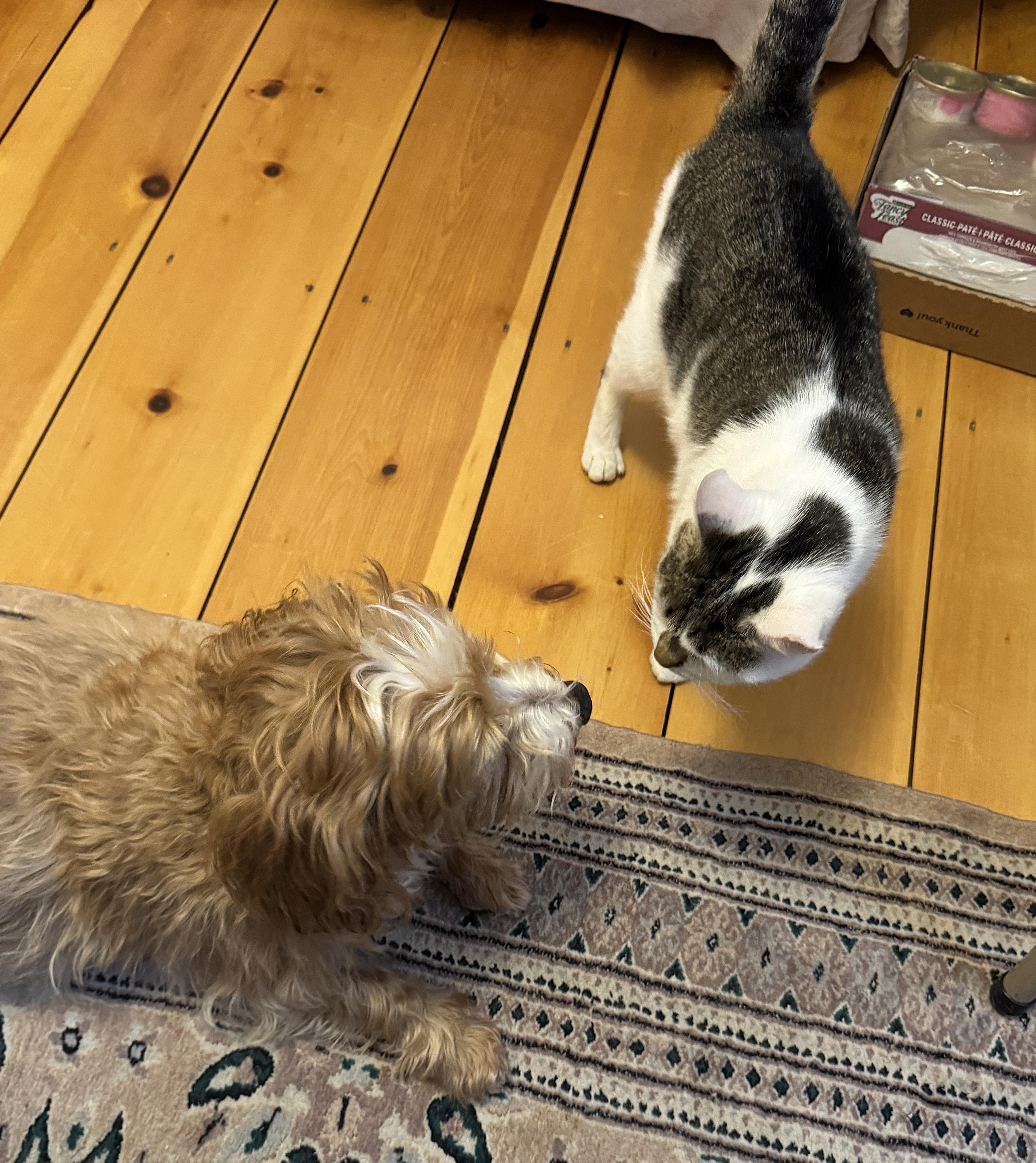 RAPUNZEL, a Adoptable Domestic Short Hair in Saddle River, NJ image 5/5