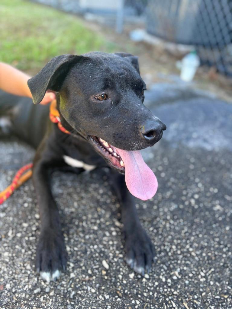 Enlarge Tucker, a Adoptable mixed breed in Spring, TX image 1/6