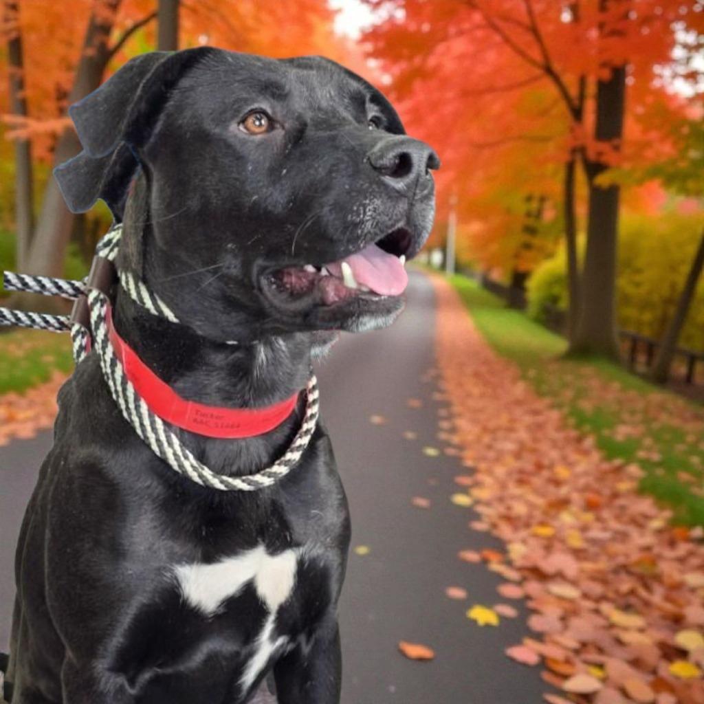 Enlarge Tucker, a Adoptable mixed breed in Spring, TX image 2/6