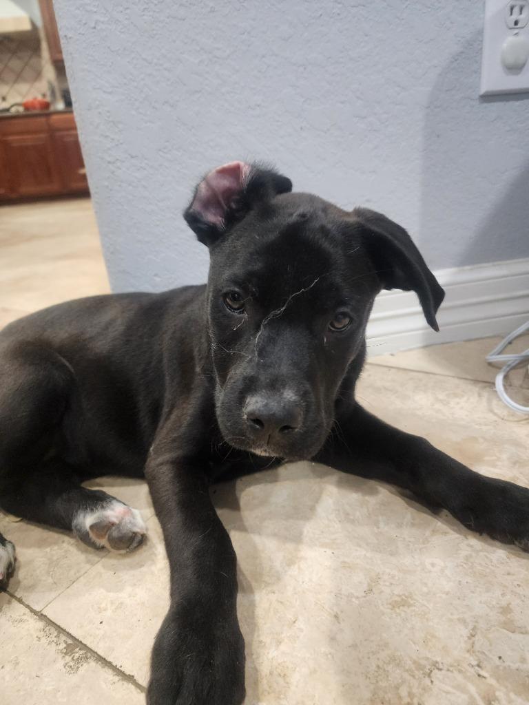 Enlarge Tucker, a Adoptable mixed breed in Spring, TX image 3/6