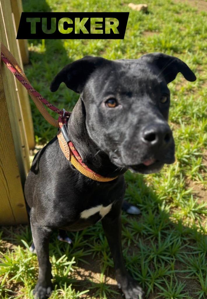 Enlarge Tucker, a Adoptable mixed breed in Spring, TX image 2/4