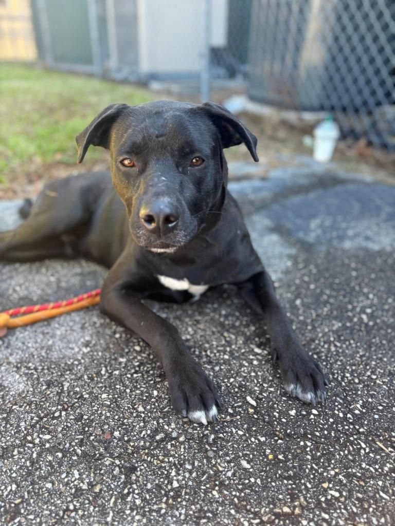 Enlarge Tucker, a Adoptable mixed breed in Spring, TX image 6/6