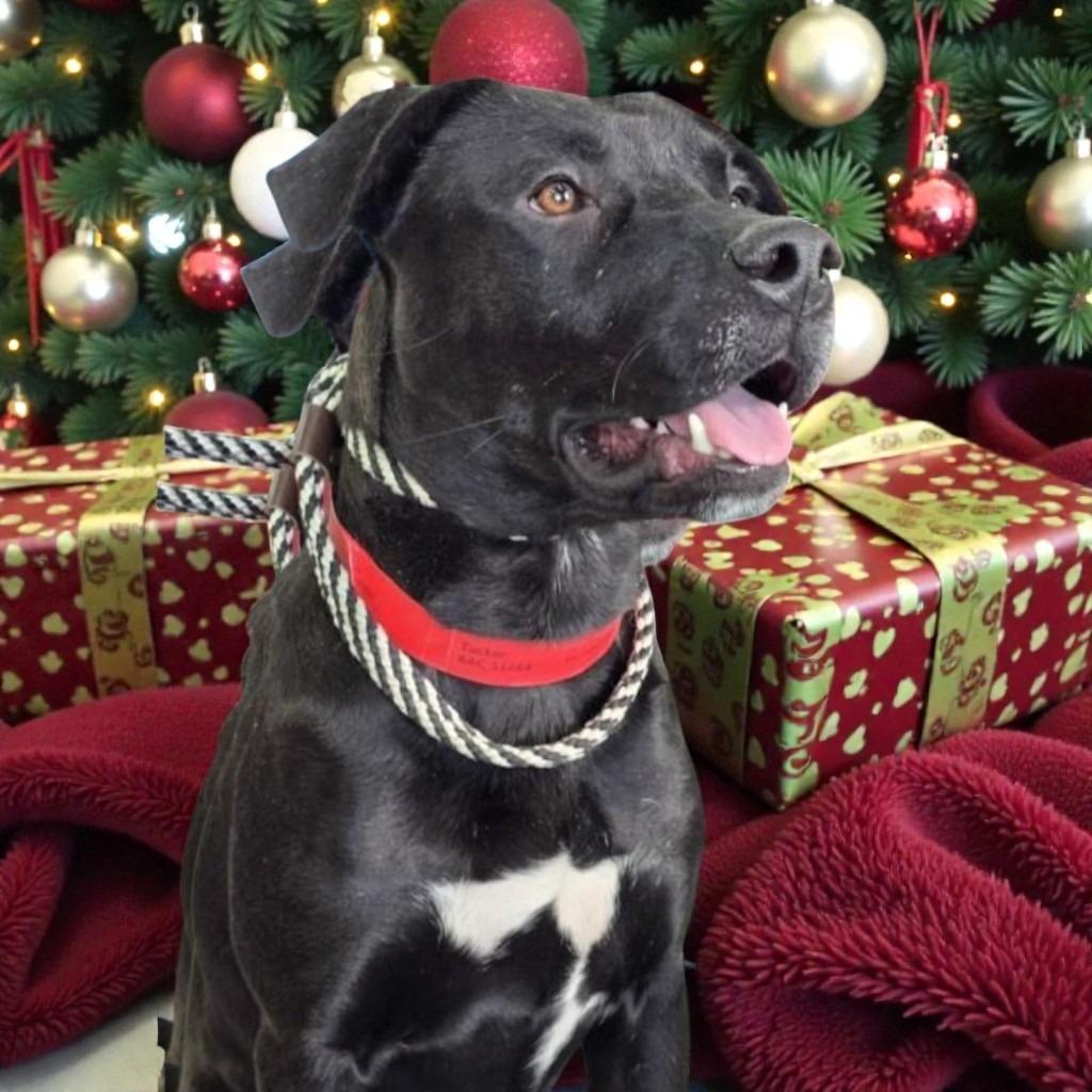 Enlarge Tucker, a Adoptable mixed breed in Spring, TX image 5/5