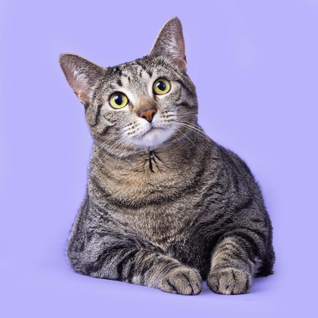 Enlarge Willow, a Adoptable Domestic Short Hair in Franklin, TN image 1/4
