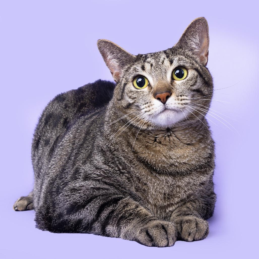 Enlarge Willow, a Adoptable Domestic Short Hair in Franklin, TN image 4/4
