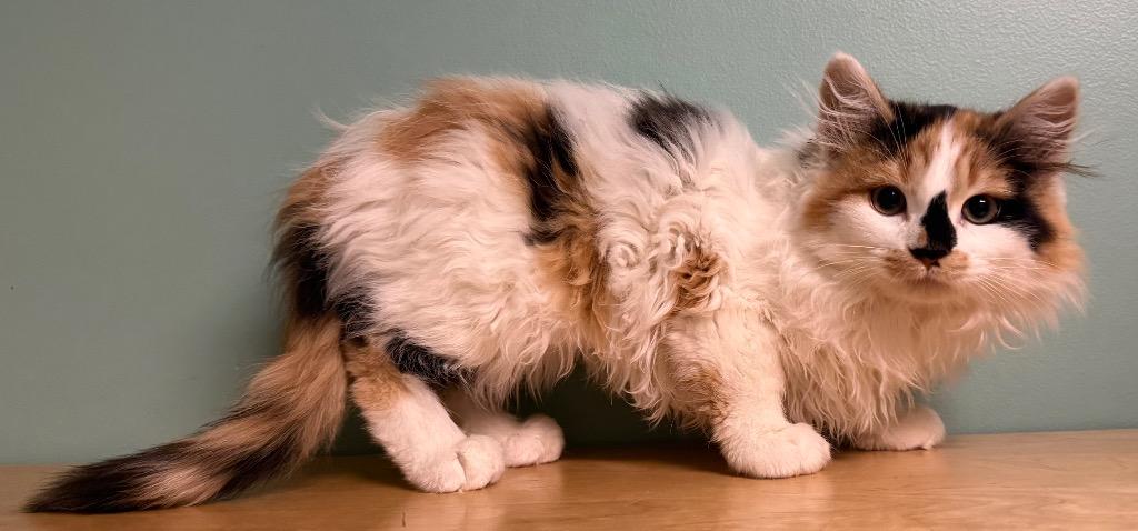 Dora, an adopted Domestic Medium Hair in Amery, WI image 2/3