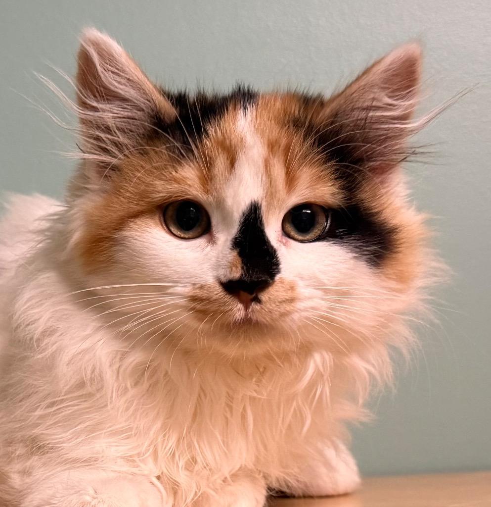 Dora, adopted, Kitten Female Domestic Medium Hair.